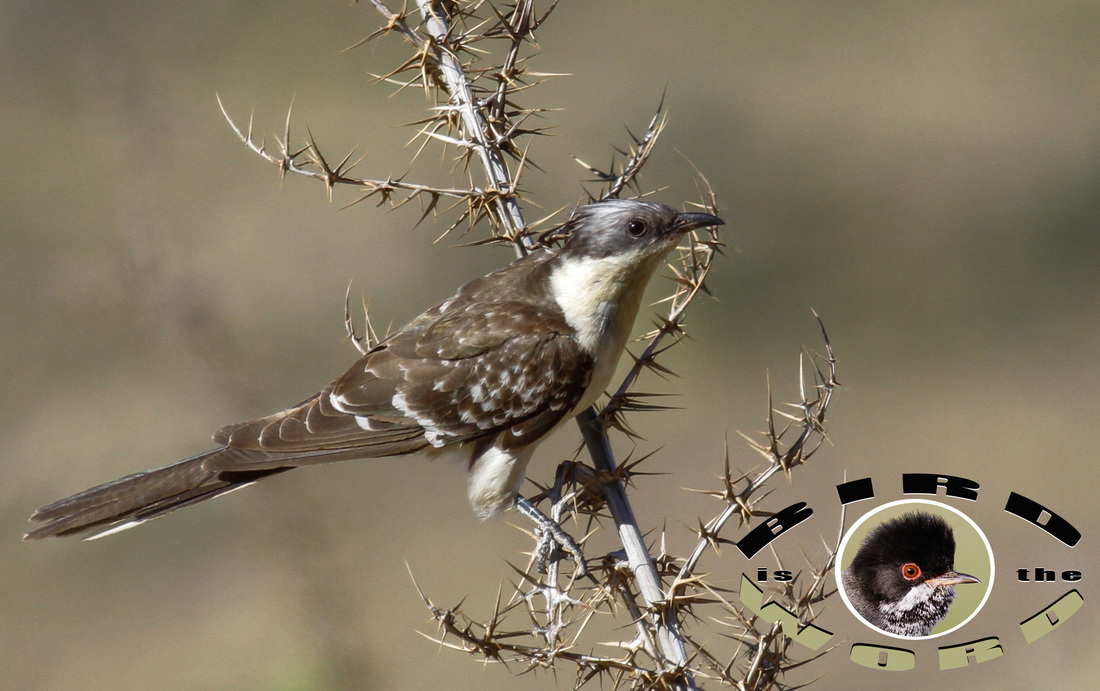 Great Spotted Cuckoo Cyprus Birding Tours Cyprus Bird Watching Tours Cyprus Bird Watching Cyprus Birding Cyprus Birding Guide Cyprus Ornithological Tours 