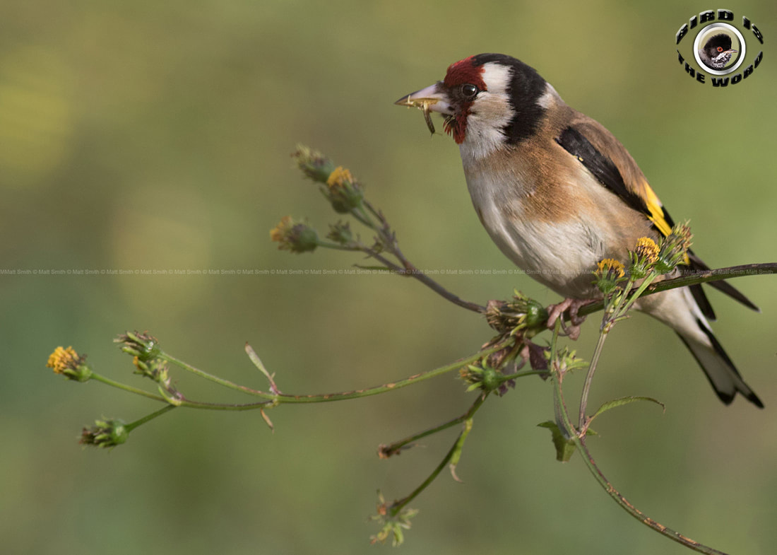 European Goldfinch Cyprus Birding Birdwatching tours ecotours birdlife wildlife