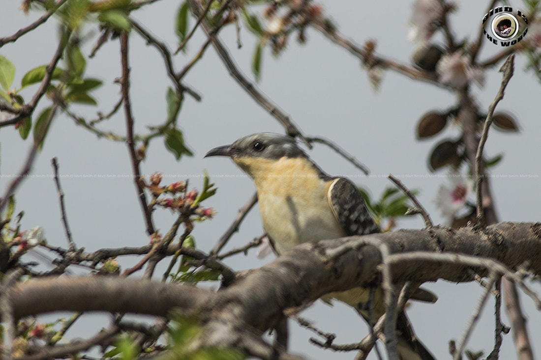 Great Spotted Cuckoo Cyprus Birding Birdwatching tours ecotours birdlife wildlife