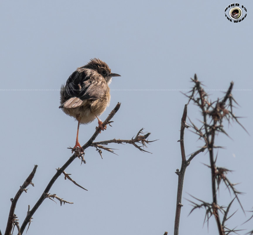 Zitting Cisticola Fan-tailed Warbler Cyprus Birding Birdwatching tours ecotours birdlife wildlife