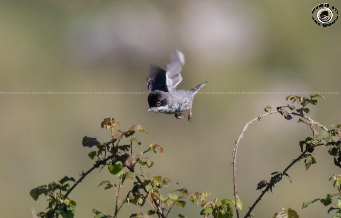 Cyprus Warbler Cyprus Birding Birdwatching tours ecotours birdlife wildlife