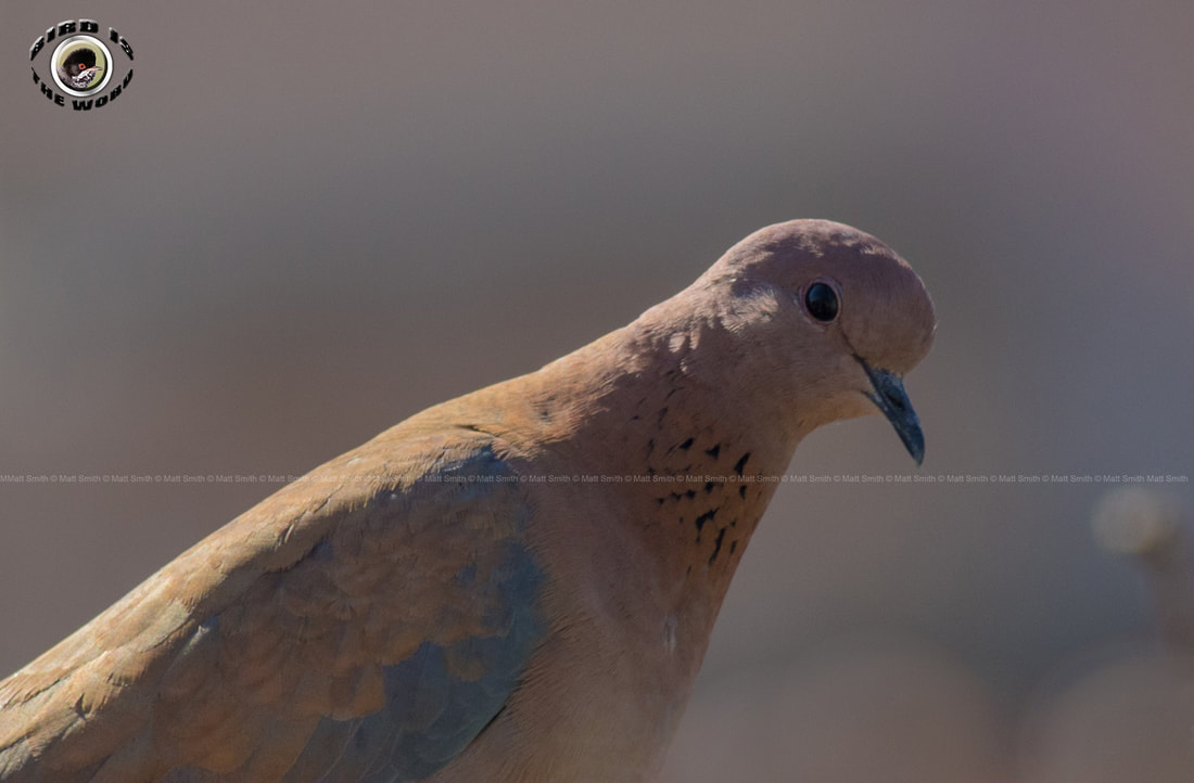 Laughing Dove Cyprus Birding Birdwatching tours ecotours birdlife wildlife