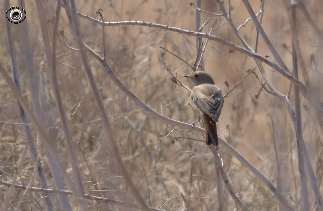 Common redstart female Cyprus Birding Birdwatching tours ecotours birdlife wildlife