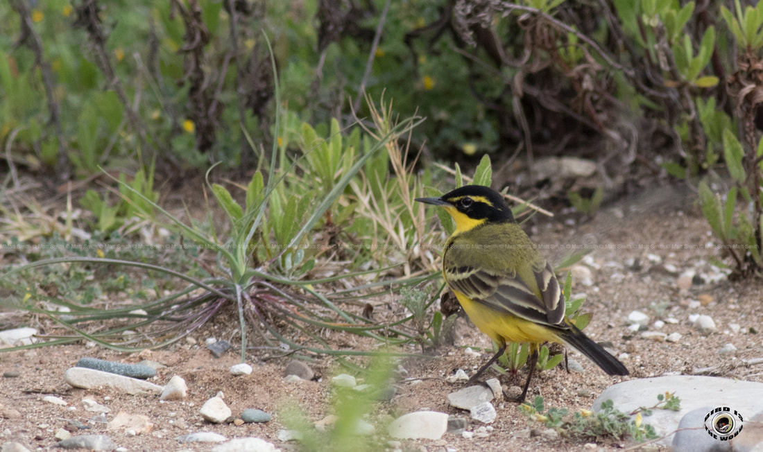 Yellow Wagtail Superciliaris Cyprus Birding Birdwatching tours ecotours birdlife wildlife