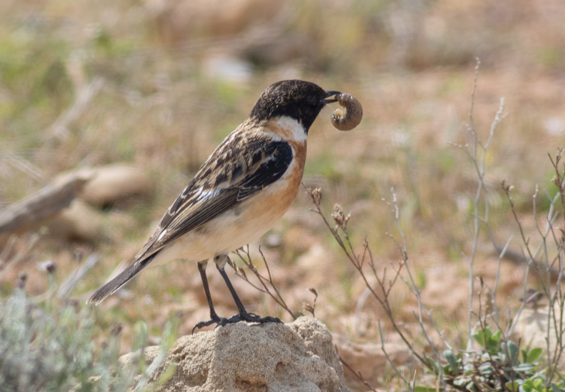 Caspian plover rarity Cyprus Birding Birdwatching tours ecotours birdlife wildlife