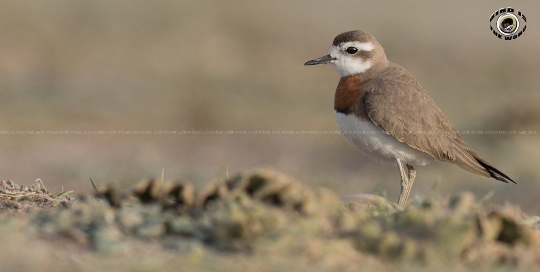 Caspian Plover Cyprus Birding Birdwatching tours ecotours birdlife wildlife rarity
