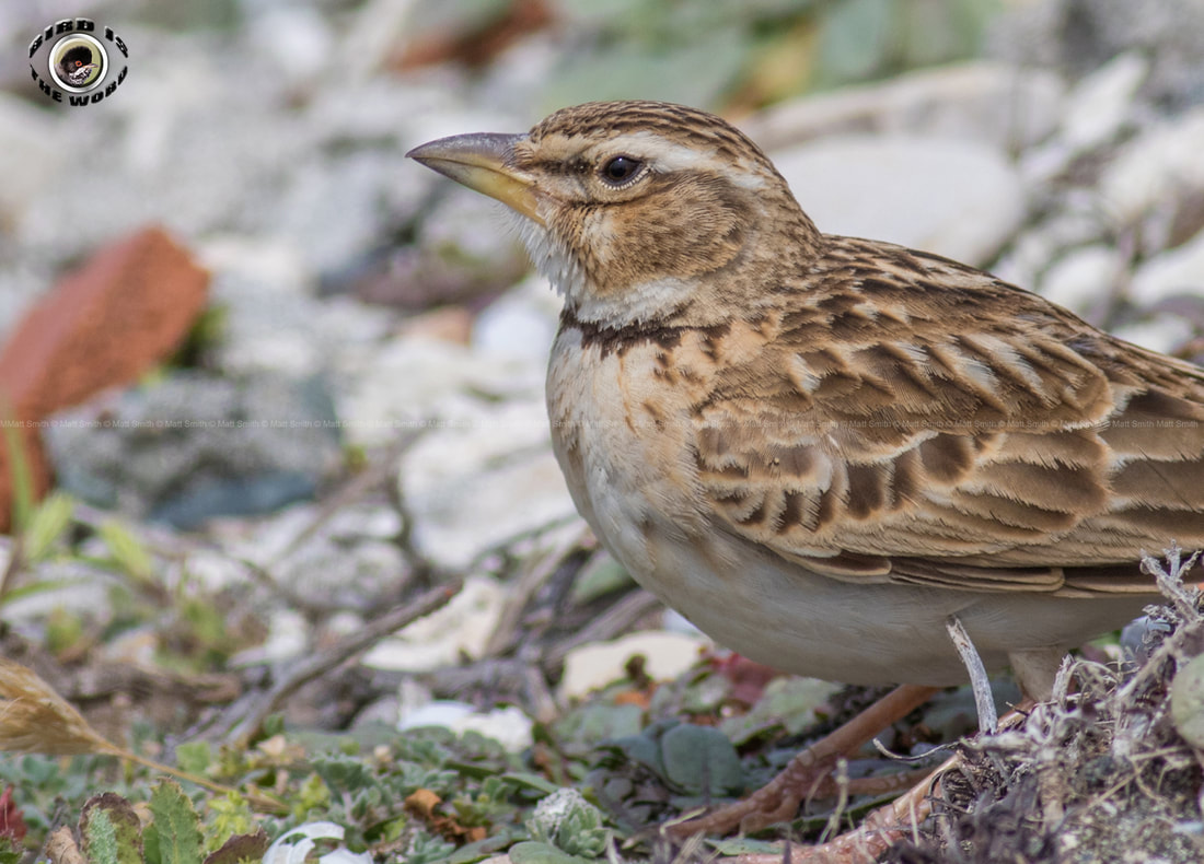 Bimaculated lark Scarce Cyprus Birding Birdwatching tours ecotours birdlife wildlife