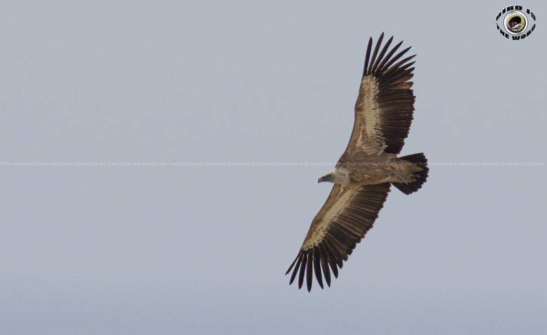 Griffon Vulture Cyprus Birding Birdwatching tours ecotours birdlife wildlife