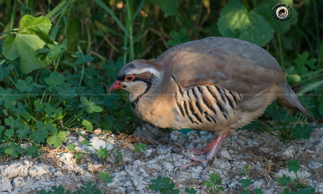 Chukar Partridge Island Cyprus Birding Birdwatching tours ecotours birdlife wildlife