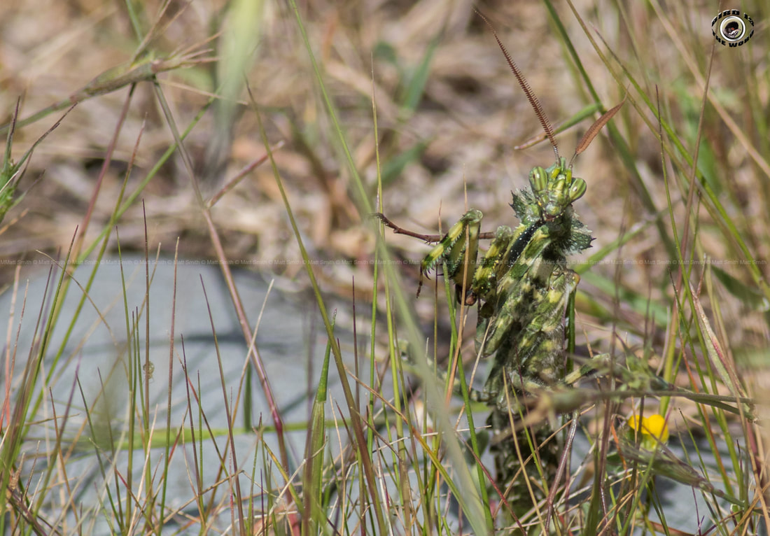 Devil's Flower Mantis Thistle Cyprus Birding Birdwatching tours ecotours birdlife wildlife