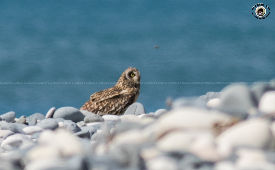 Short-eared Owl Cyprus Birding Birdwatching tours ecotours birdlife wildlife
