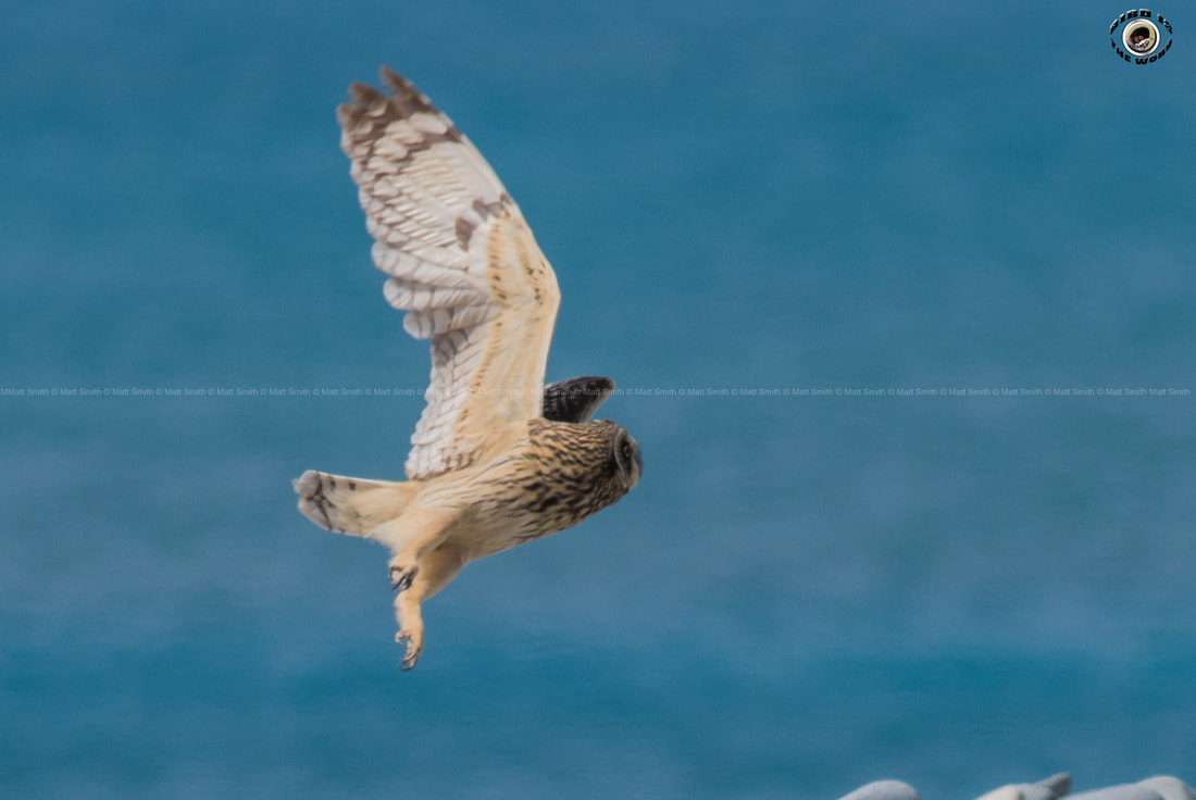 Short eared Owl Cyprus Birding Birdwatching tours ecotours birdlife wildlife