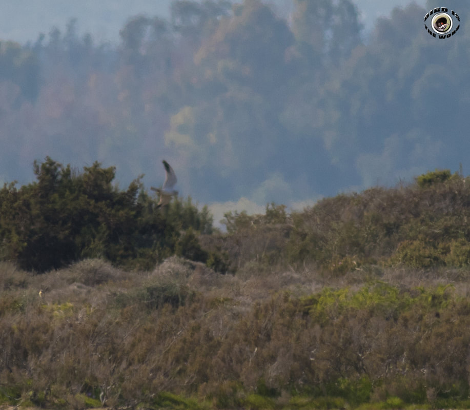 Pallid Harrier Male Cyprus Birding Birdwatching tours ecotours birdlife wildlife
