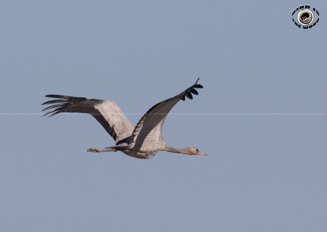 Common Crane juvenile Cyprus Birding Birdwatching tours ecotours birdlife wildlife