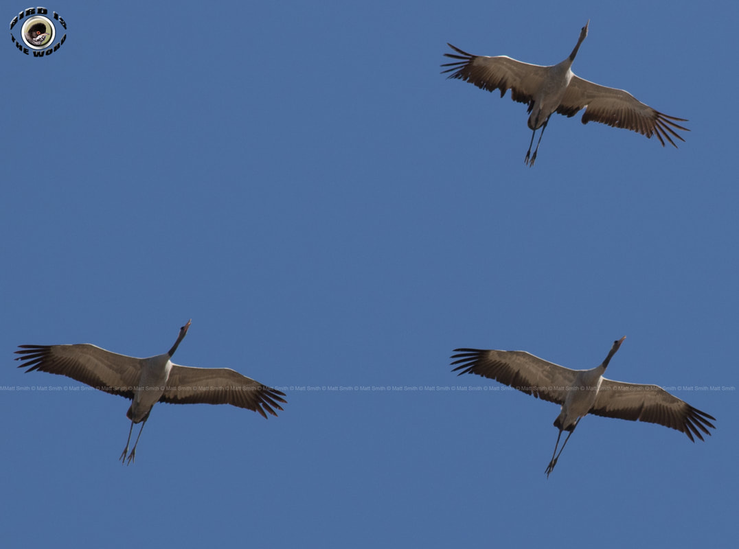 Common Crane Cyprus Birding Birdwatching tours ecotours birdlife wildlife