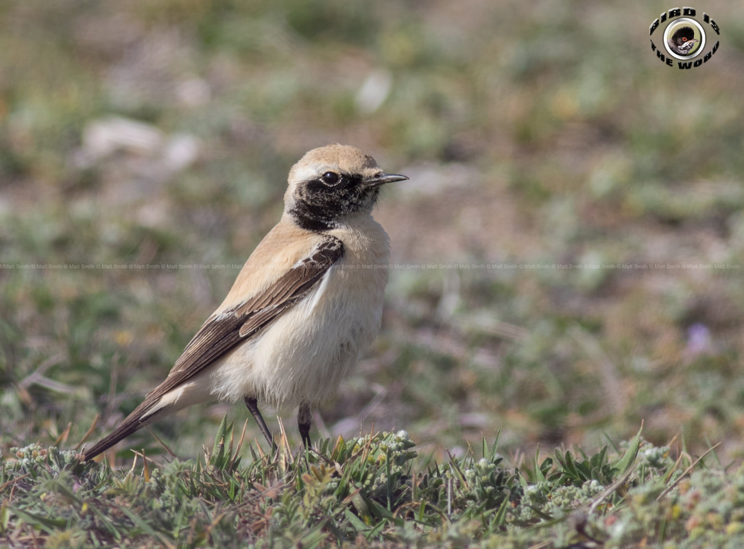 Desert Wheatear Cyprus Birding Birdwatching tours ecotours birdlife wildlife