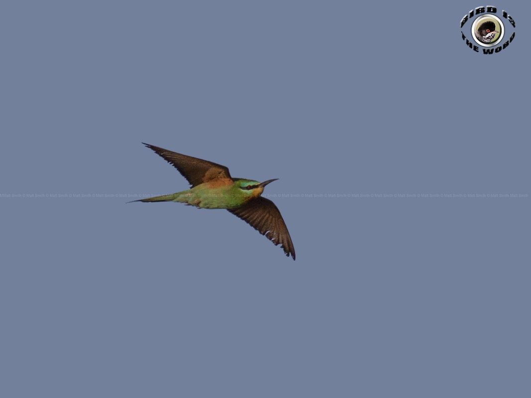Blue-cheeked Bee-eater Cyprus Birding Birdwatching tours ecotours birdlife wildlife