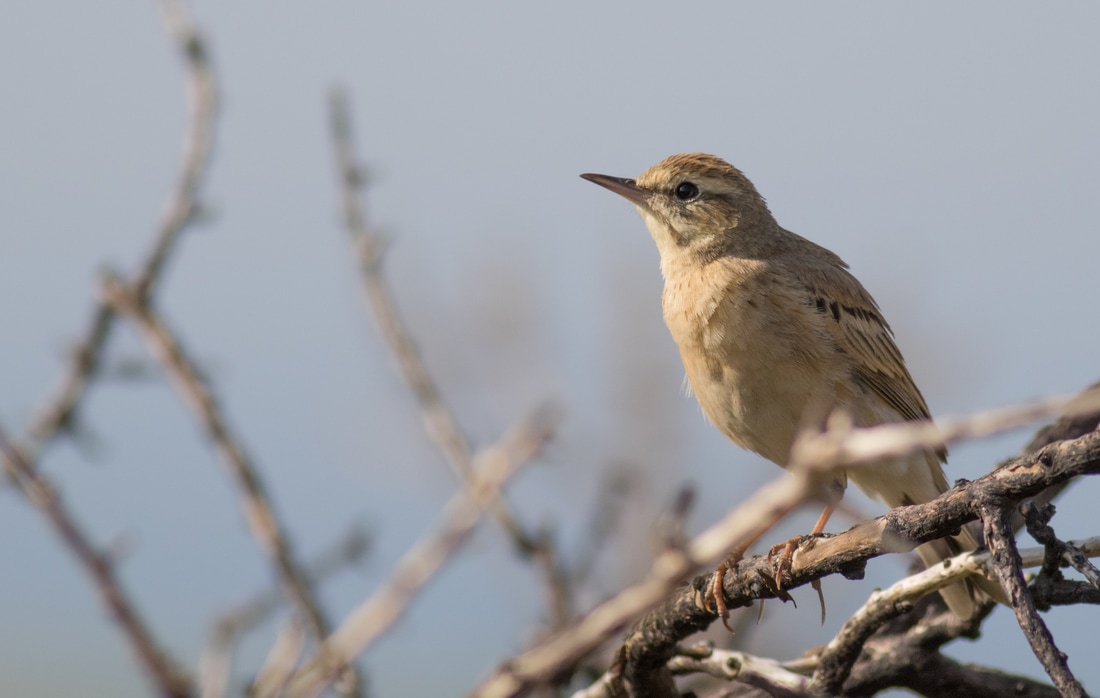 Tawny Pipit - Cyprus Birding Birdwatching tours ecotours birdlife wildlife