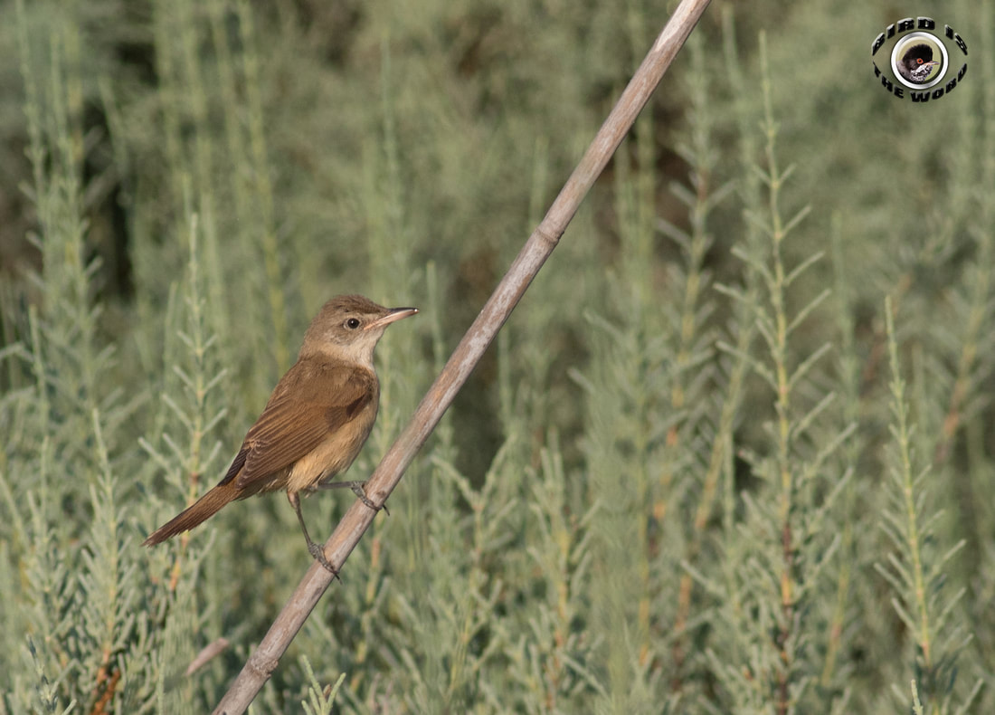 Great Reed Warbler Cyprus Birding Birdwatching tours ecotours birdlife wildlife