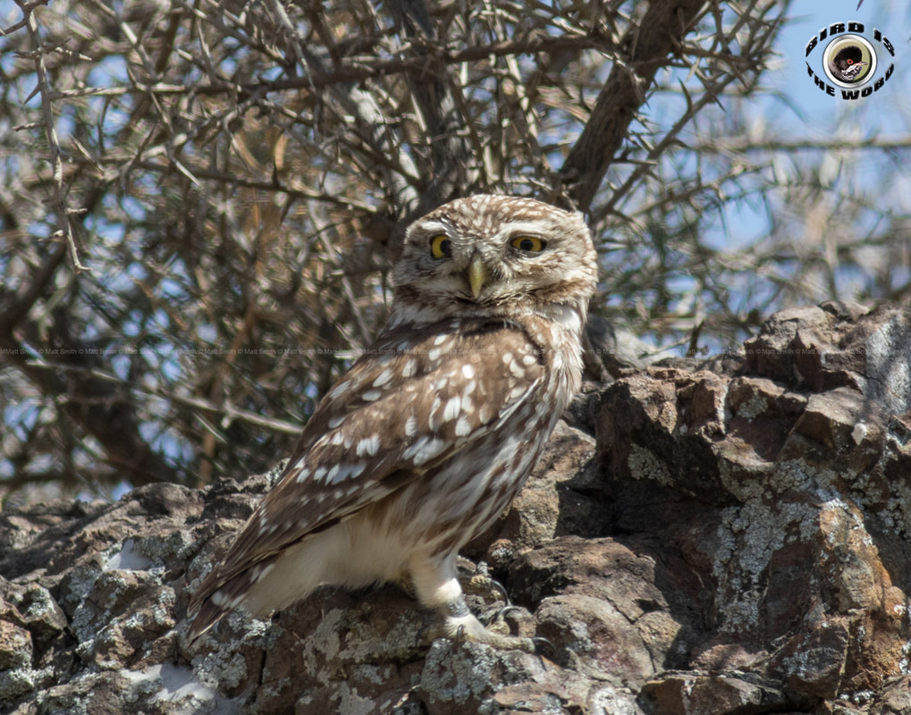 Little Owl Cyprus Birding Birdwatching tours ecotours birdlife wildlife