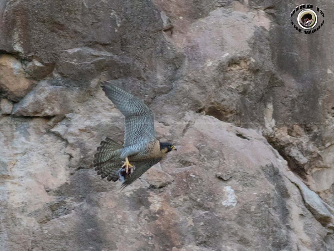 Peregrine Falcon brookei action Cyprus Birding Birdwatching tours ecotours birdlife wildlife
