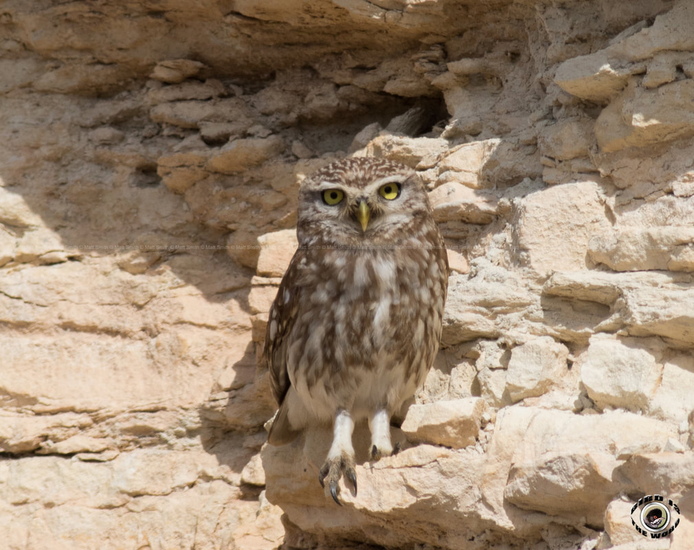Little Owl Cyprus Birding Birdwatching tours ecotours birdlife wildlife