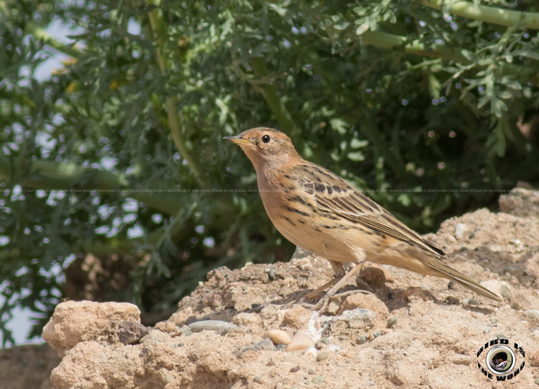 Red Throated Pipit Cyprus Birding Birdwatching tours ecotours birdlife wildlife