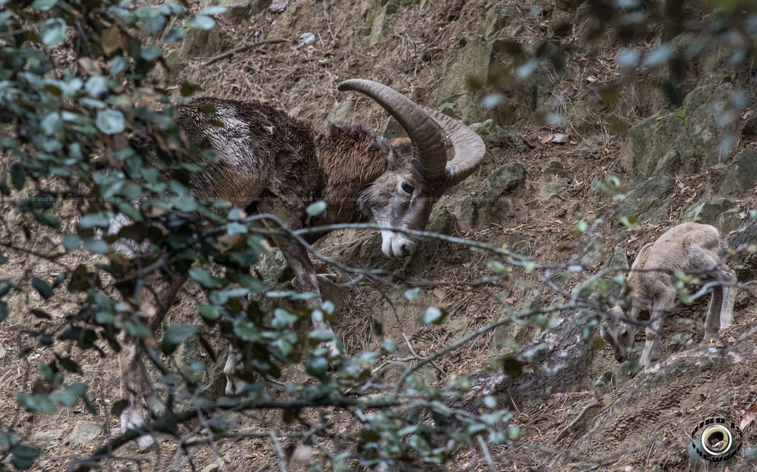Mouflon Cyprus Birding Birdwatching tours ecotours birdlife wildlife