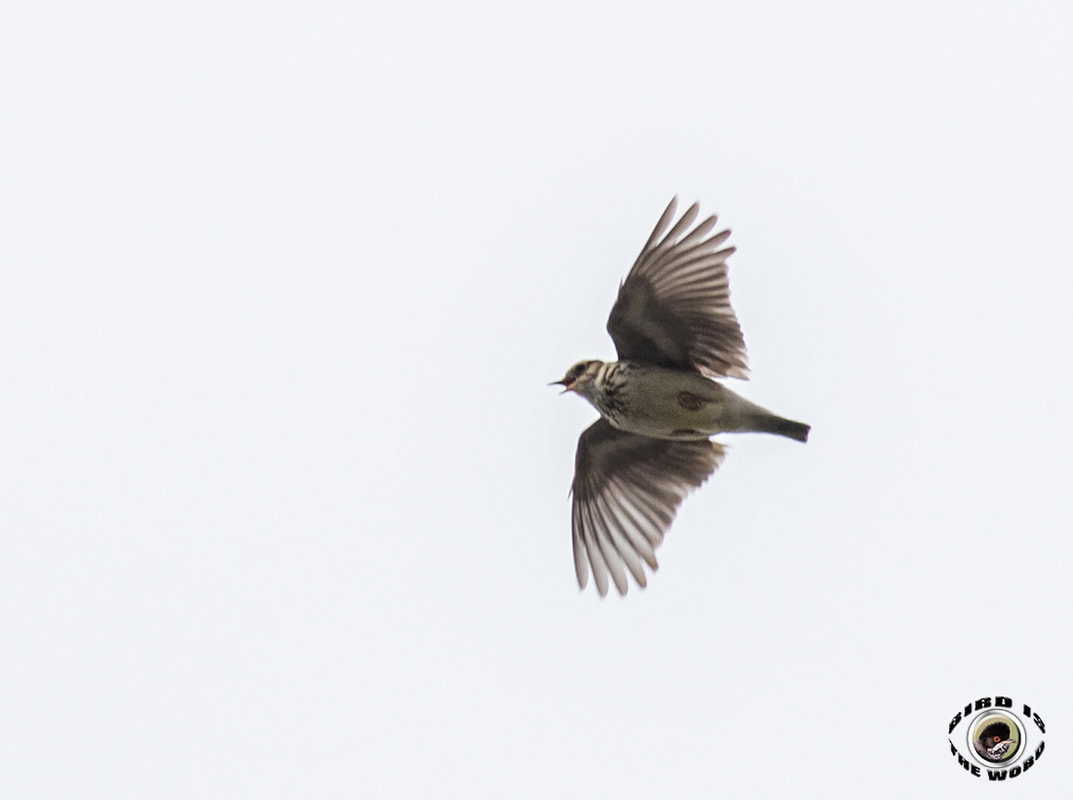 Woodlark Cyprus Birding Birdwatching tours ecotours birdlife wildlife