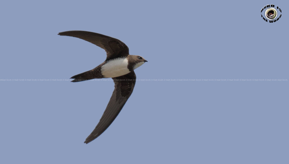 Alpine Swift Cyprus Birding Birdwatching tours ecotours birdlife wildlife