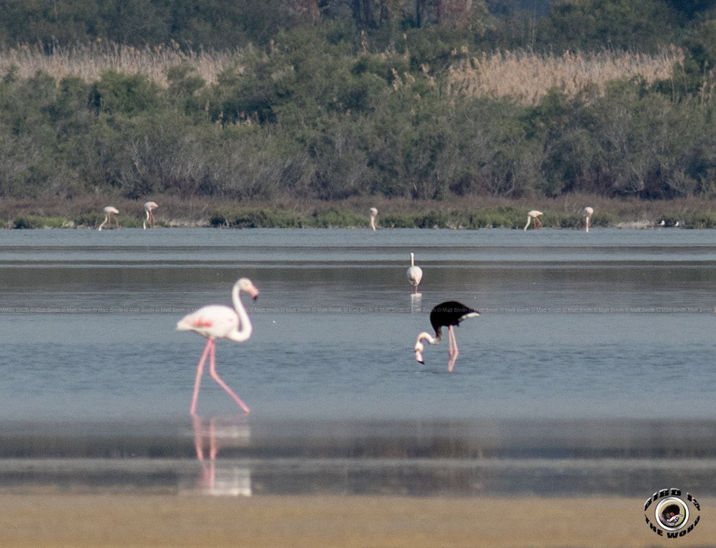 Mellanistic Greater Flamingo Cyprus Birding Birdwatching tours ecotours birdlife wildlife