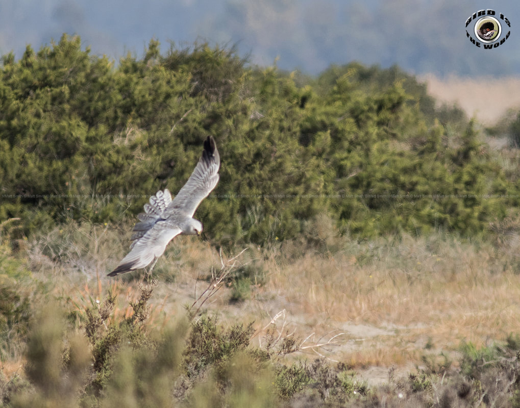 Pallid Harrier Cyprus Birding Birdwatching tours ecotours birdlife wildlife