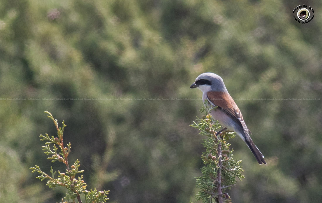 Red-backed Shrike Cyprus Birding Birdwatching tours ecotours birdlife wildlife