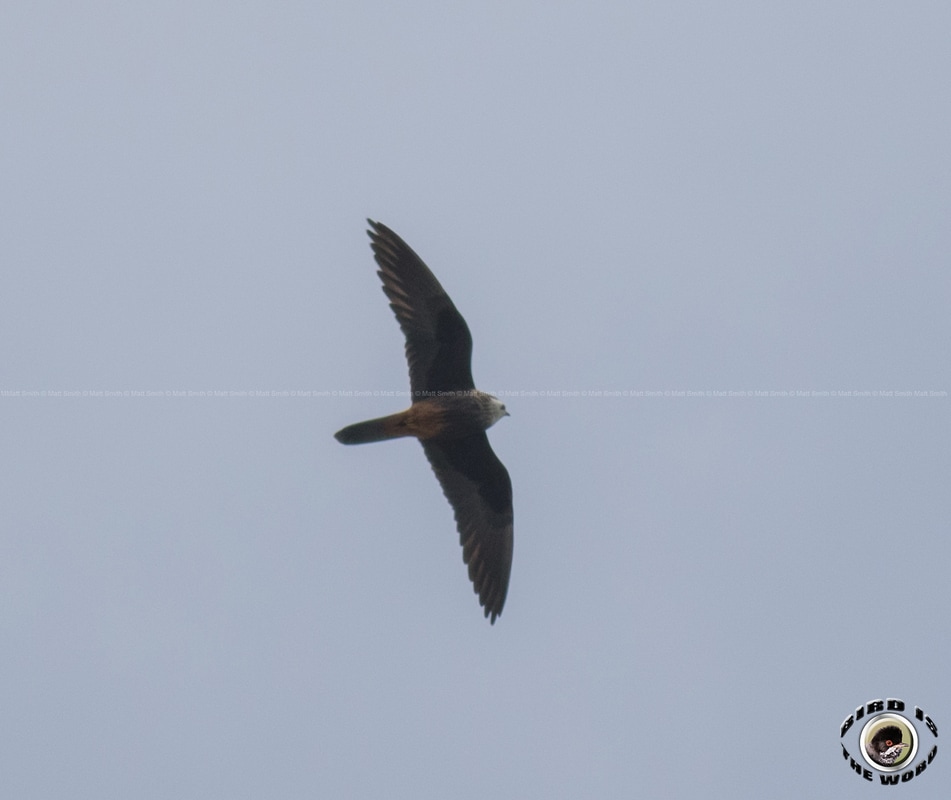 Eleonora's Falcon Cyprus Birding Birdwatching tours ecotours birdlife wildlife