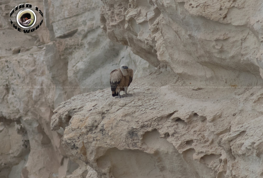 Griffon Vulture Cyprus Birding Birdwatching tours ecotours birdlife wildlife