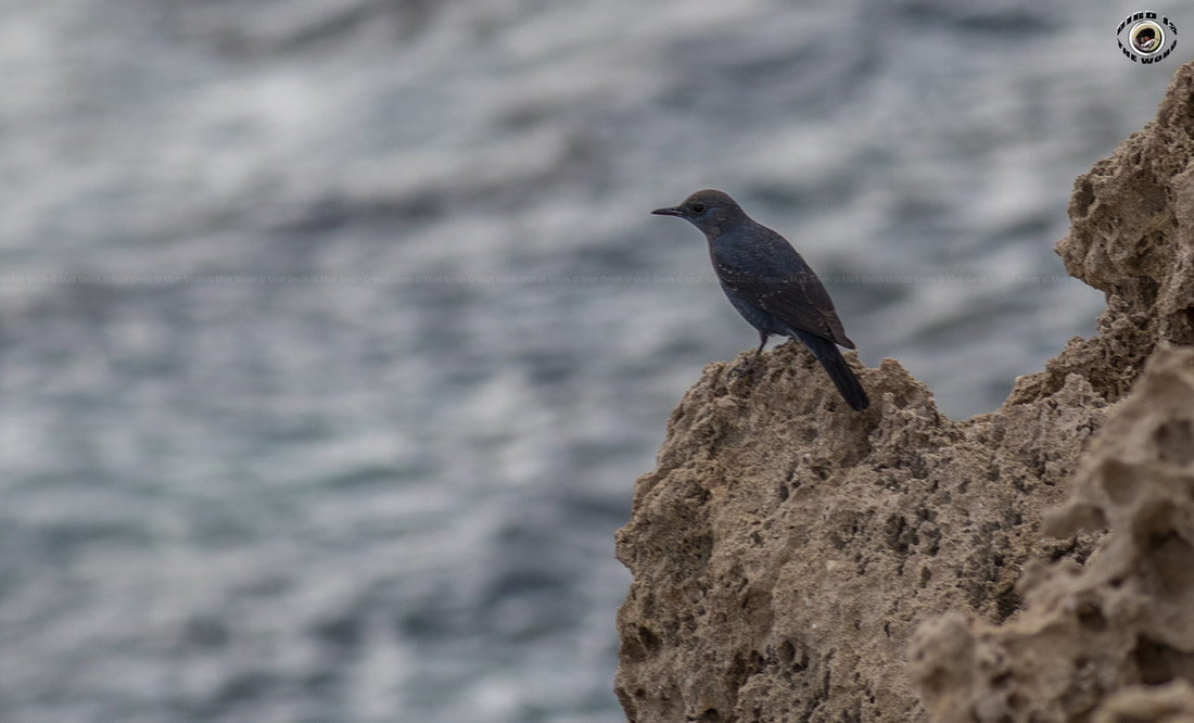 Blue Rock Thrush Cyprus Birding Birdwatching tours ecotours birdlife wildlife