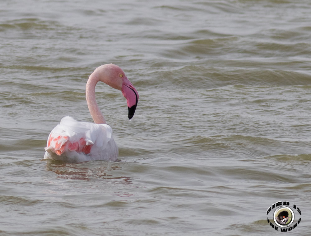 Greater Flamingo Cyprus Birding Birdwatching tours ecotours birdlife wildlife