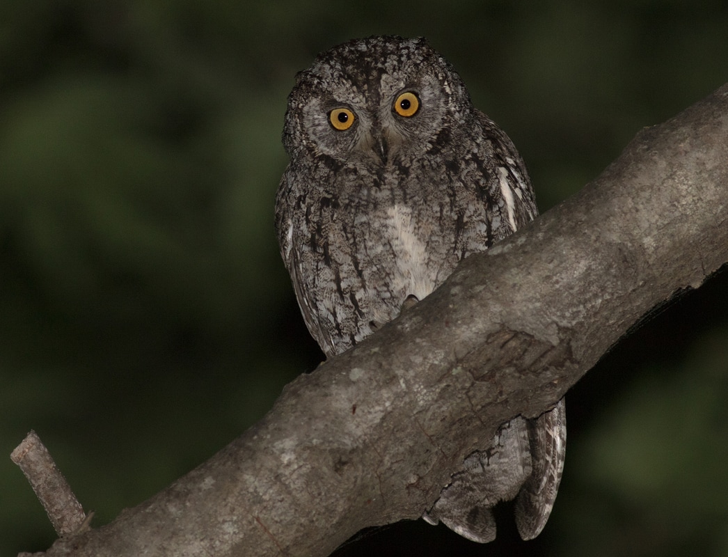 Cyprus Scops Owl Cyprus Birding Birdwatching tours ecotours birdlife wildlife