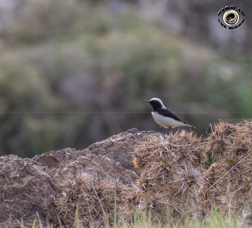 Finsch's Wheatear Cyprus Birding Birdwatching tours ecotours birdlife wildlife
