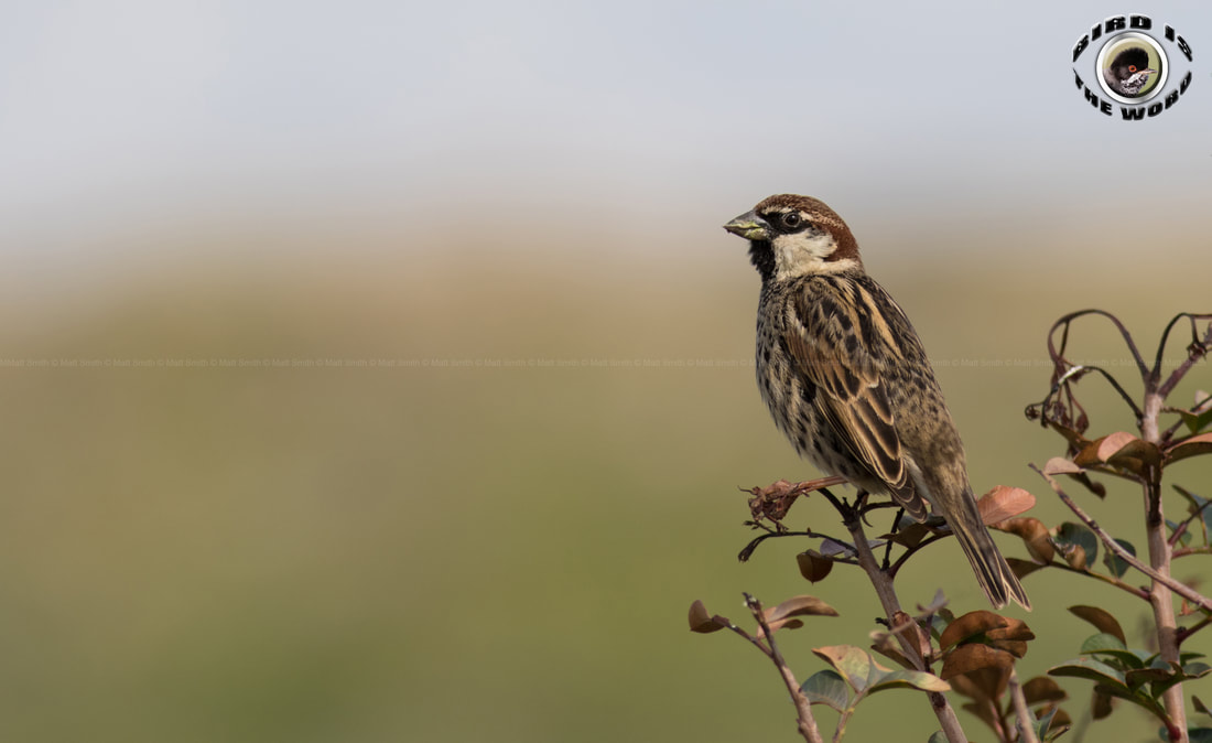 Spanish Sparrow Cyprus Birding Birdwatching tours ecotours birdlife wildlife