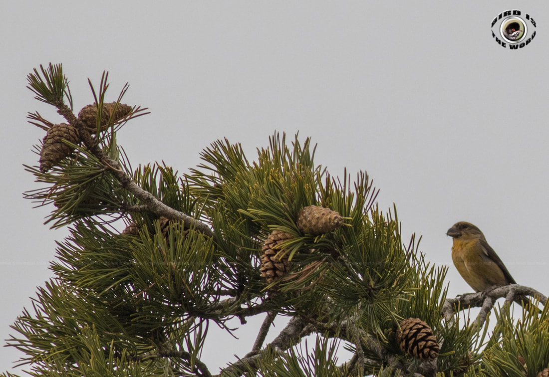 Common Crossbill Cyprus Birding Birdwatching tours ecotours birdlife wildlife