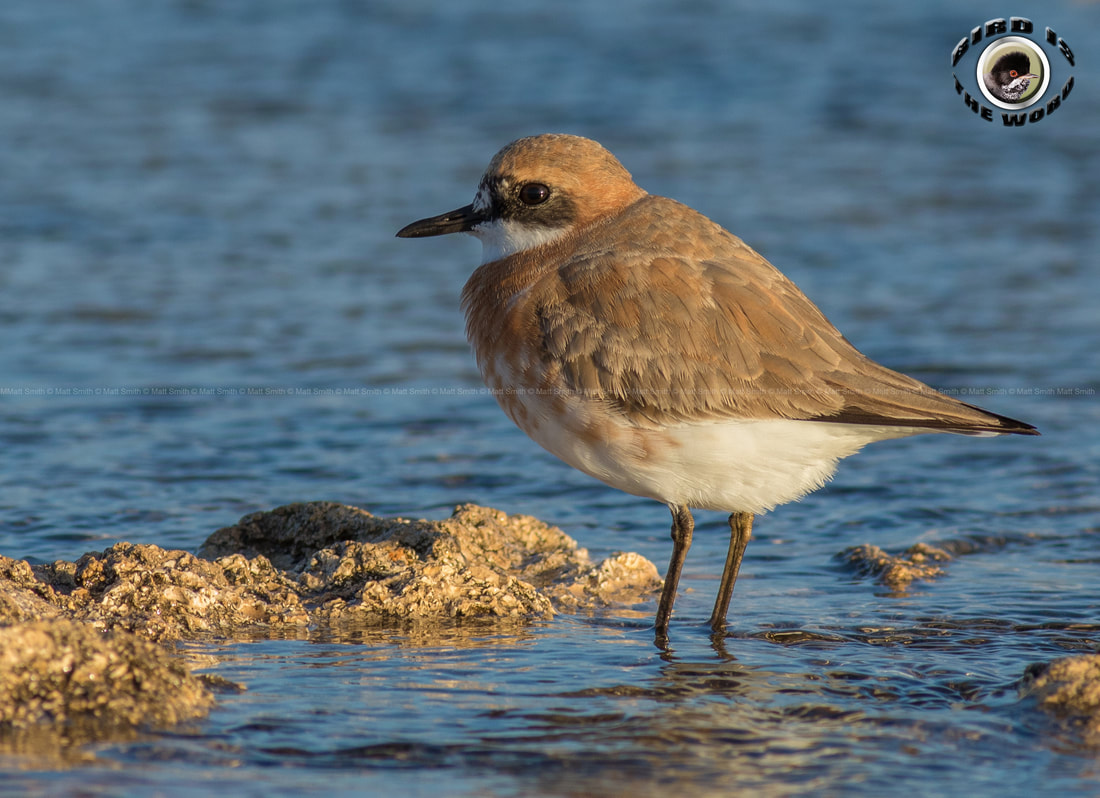 Greater Sand Plover Cyprus Birding Birdwatching tours ecotours birdlife wildlife
