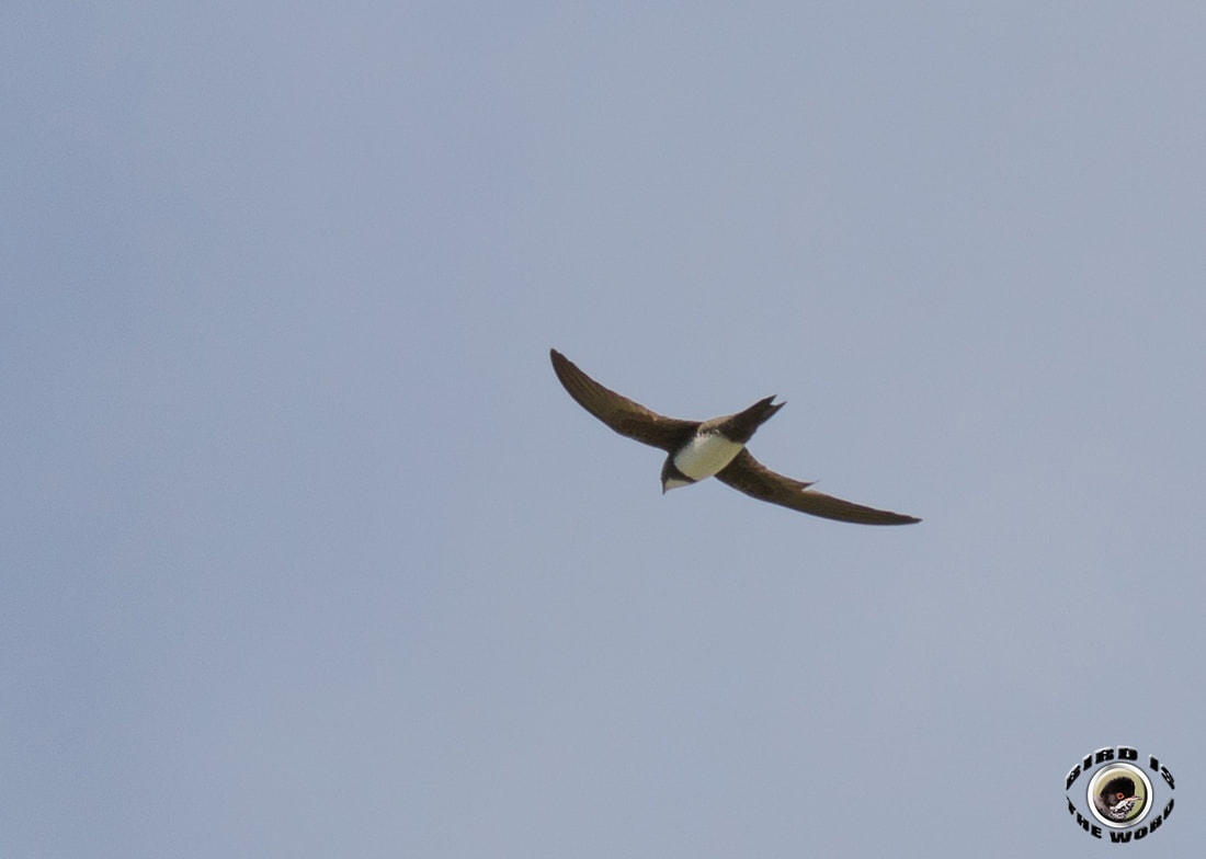 alpine swift Cyprus Birding Birdwatching tours ecotours birdlife wildlife
