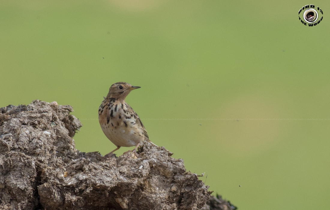 Red-throated Pipit Cyprus Birding Birdwatching tours ecotours birdlife wildlife