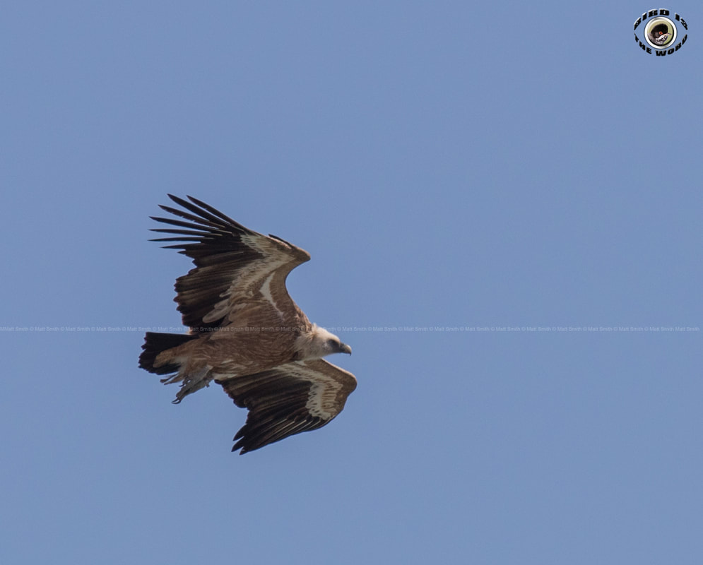 Eurasian Griffon Vulture Cyprus Birding Birdwatching tours ecotours birdlife wildlife