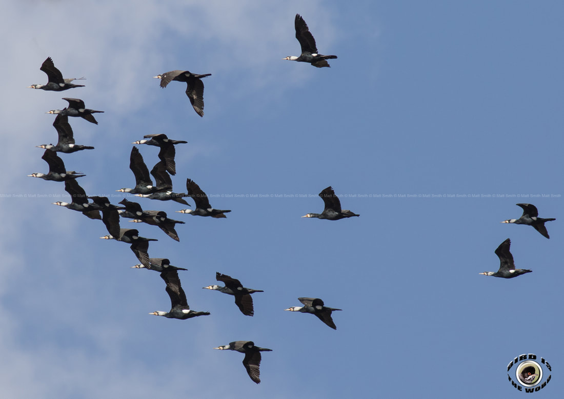 Great Cormorant Cyprus Birding Birdwatching tours ecotours birdlife wildlife