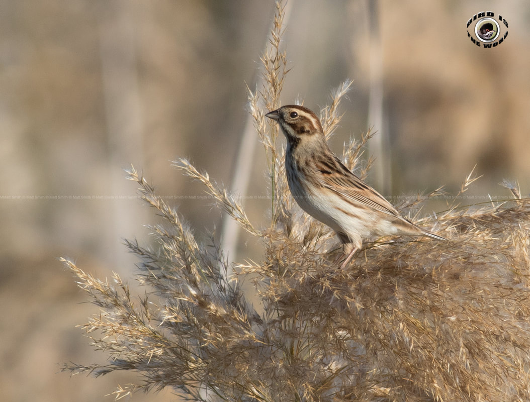 Reed bunting Cyprus Birding Birdwatching tours ecotours birdlife wildlife