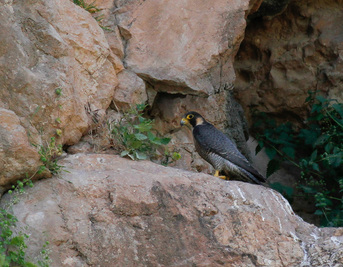 Cyprus Birding Tours Cyprus Bird Watching Tours Cyprus Bird Watching Cyprus Birding Cyprus Birding Guide Cyprus Ornithological Tours Peregrine Falcon