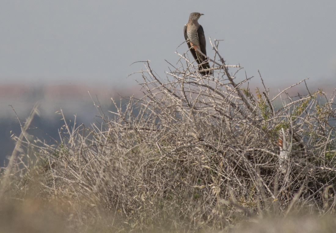 Common Cuckoo Cyprus Birding Birdwatching tours ecotours birdlife wildlife