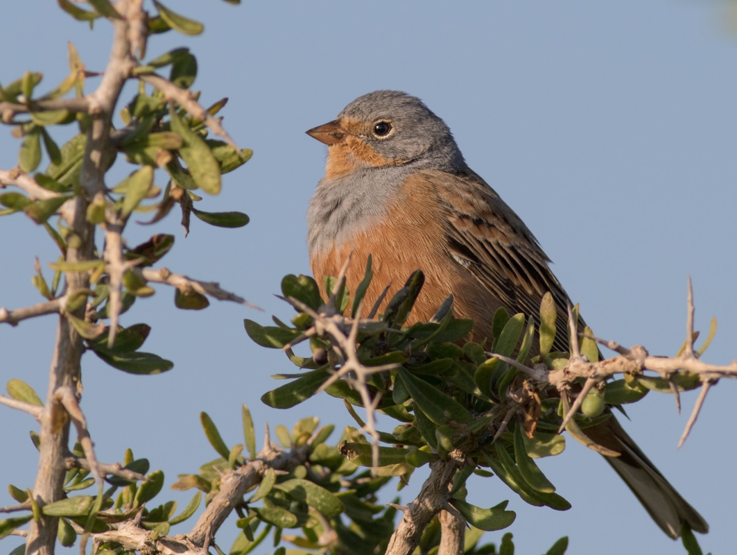 Cretzschmar's Bunting Cyprus Birding Birdwatching tours ecotours birdlife wildlife